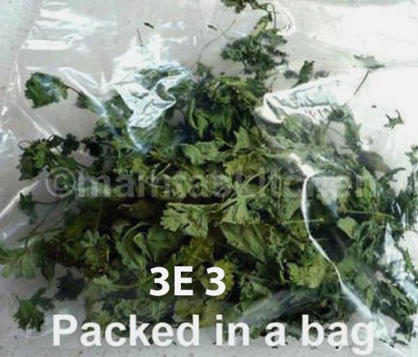 How To Store Coriander (Cilantro) Leaves For A Longer Life?