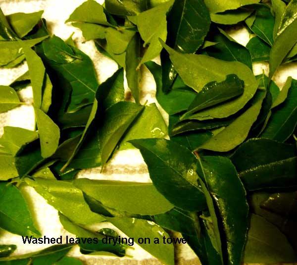 How To Grow Curry Leaf Tree In UK And How to Store Its Leaves?
