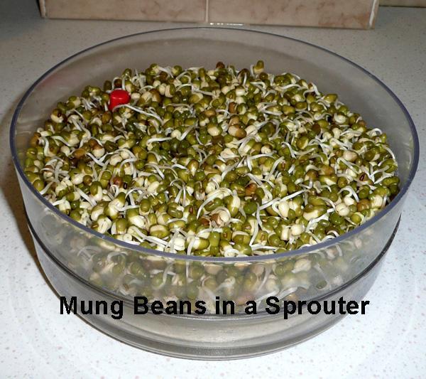 Mung Bean (Green Gram) Sprouts Salad 2, Stir-Fried 